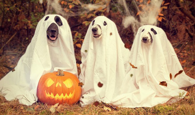 В преддверии Хеллоуина: 10 страшных книг (Год литературы)