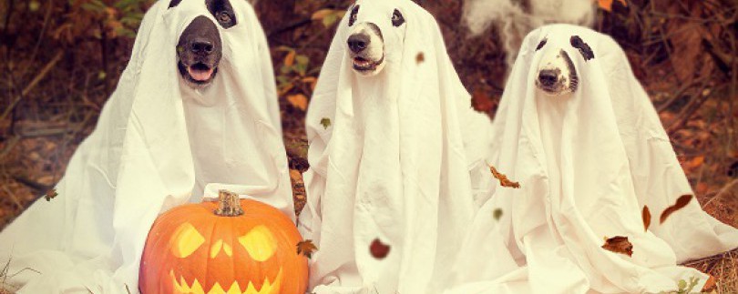 В преддверии Хеллоуина: 10 страшных книг (Год литературы)